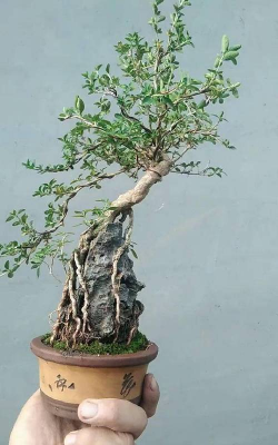 六月雪附什么石