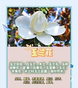 给玉兰花起什么名字