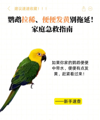 黄红眼鹦鹉便秘怎么办