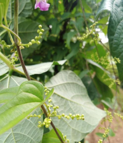 野山药的花叫什么名字