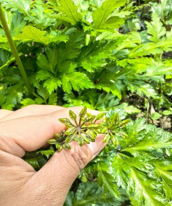 鸡爪连叶子是什么样的