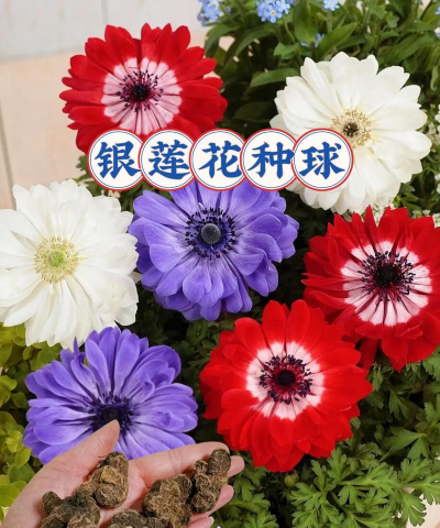 银莲花种球怎么配土