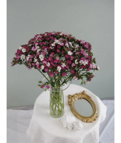 相思梅一般什么季节开花