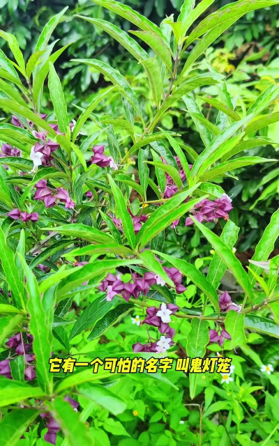 白色的灯笼花什么名字