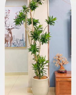 百叶竹长什么样