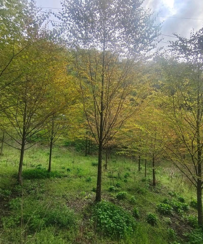 连香树及其人工繁殖