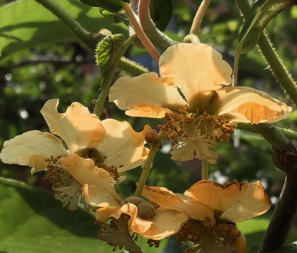 猕猴桃花朵怎么弄