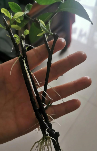 家庭养花用生根粉