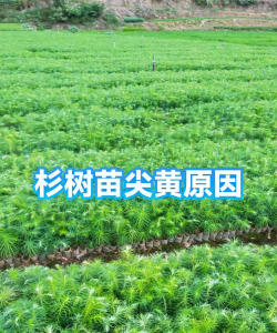 杉木苗发黄了怎么办