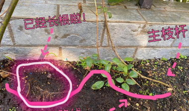 单叶铁线连用种子怎么繁