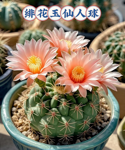 绯红玉仙人球怎么繁殖