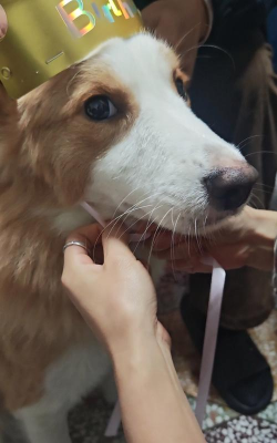 金毛猪王和蒂亚怎么了