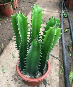 三棱箭什么时候生长