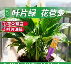 家庭养花用生根粉