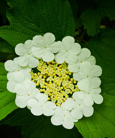 琼花是什么样的花