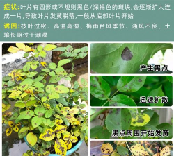 蔷薇的黄叶黑叶用什么药