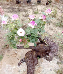 家庭养花用生根粉