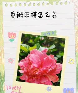 朱槿冬天如何养