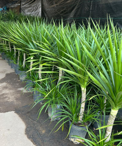 马尾铁什么时间种植最好