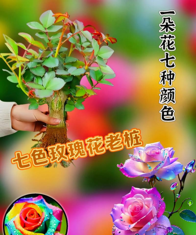 家庭养花用生根粉