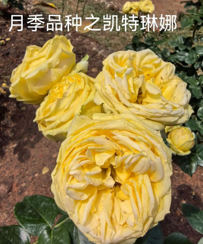 凯特琳娜花要怎么养