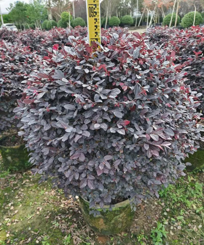 红继木球有什么用