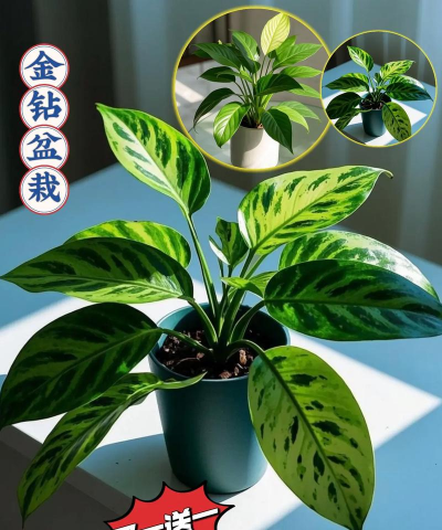 大金钻花怎么给好评价