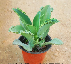 宽叶不死鸟多肉怎么养