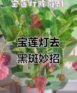 家庭养花用生根粉