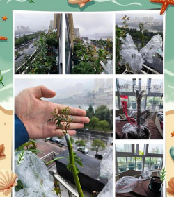 家庭养花用生根粉