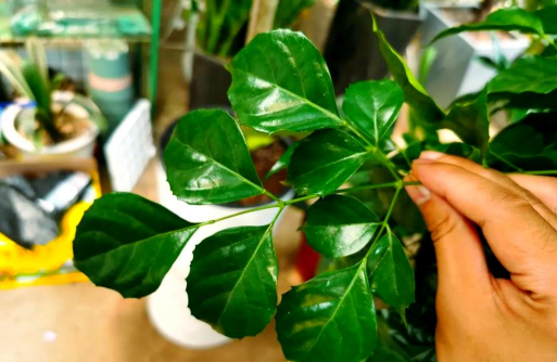 家庭养花用生根粉