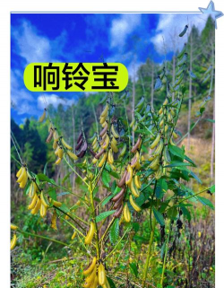 猪屎豆的别名叫什么