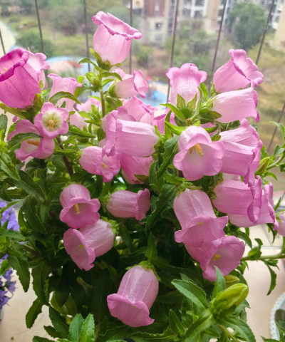 风铃花养花
