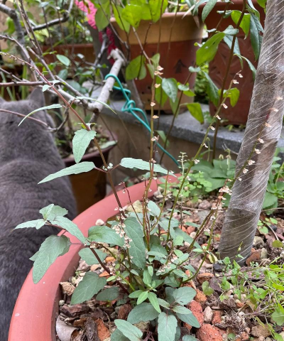 狭叶韩信草别名叫什么