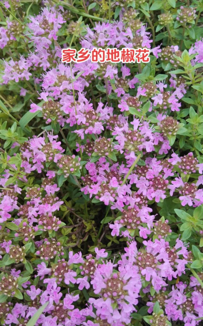 百里香 简称什么花