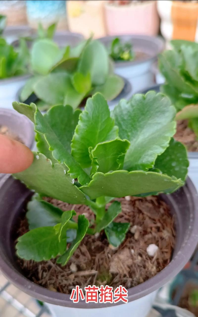 家庭养花用生根粉