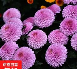 乒乓菊变紫色怎么回事