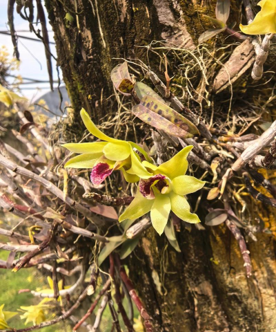 铁皮石斛开完花怎么办