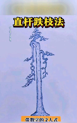 直杆盆景枝托怎么分布