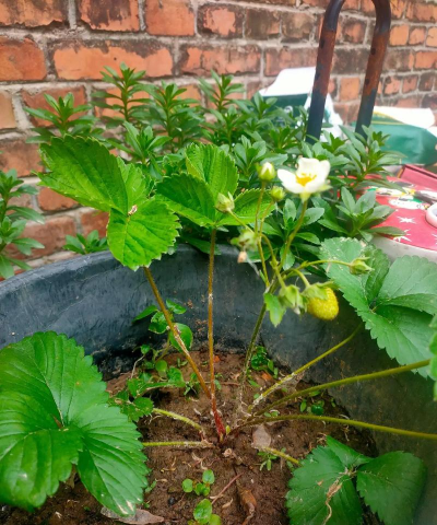 盆栽草莓开花期施什么肥