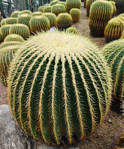 重庆适合养什么植物