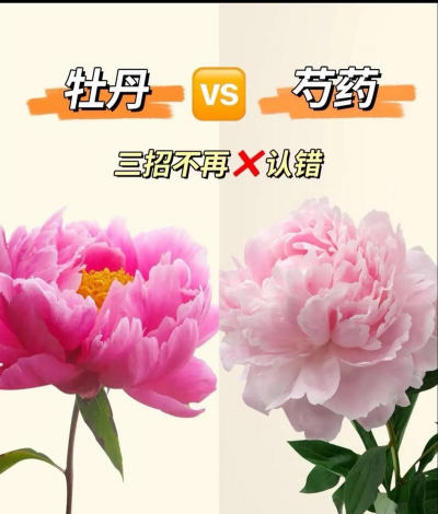 芍药和芍药花有什么区别