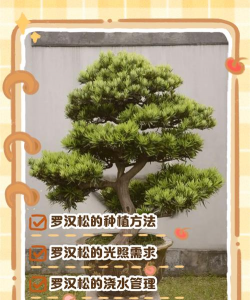 陈村花卉世界:移植罗汉松有秘决 陈村花卉世界:移植罗汉松有秘决