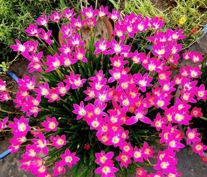 家庭养花用生根粉