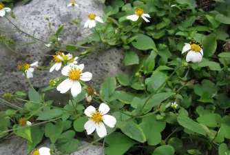 细杆白花黄心是什么花