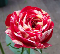 月季红白毛茛怎么样