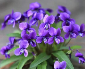 地丁花是什么样子的花