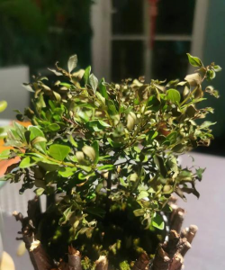 家庭养花用生根粉