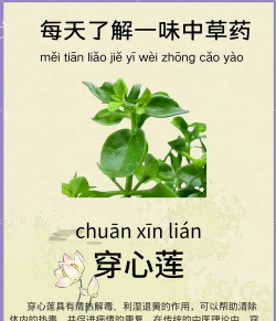 莲花什么样的药用价值