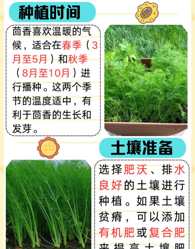 盆栽茴香如何播种